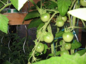 die ersten grünen Tomaten