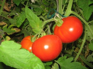 tomaten_im_gewaechshaus1